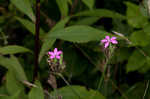 Deptford pink